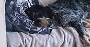 Haya a rejoint le concours — aidez-le/la à gagner de superbes lots ! animal, beige, black, blanket, comfort, couch, cozy, dog, fur, furniture, gray, house, indoor, lying_down, pet, pillow, portrait, relaxing, resting, soft