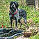 Haya