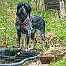 dog, outdoor, garden, grass, pond, red_harness, flower, greenery, wild_plants, soccer_ball, nature, pet, animal, standing, alert, fur, canine, daylight, yard, shrubbery