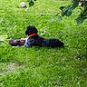 Haya participe au concours pour gagner de l'argent avec cette photo : animal, casual, collar, dog, footwear, garden, grass, greenery, lawn, leaf, nature, outdoor, person, pet, play, relaxing, shade, soccer_ball, stick, summer
