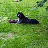 Haya participe au concours pour gagner de l'argent avec cette photo : animal, ball, canine, collar, daylight, dog, fur, garden, grass, greenery, lawn, leaves, nature, outdoor, pet, playful, relaxed, shade, stick, summer
