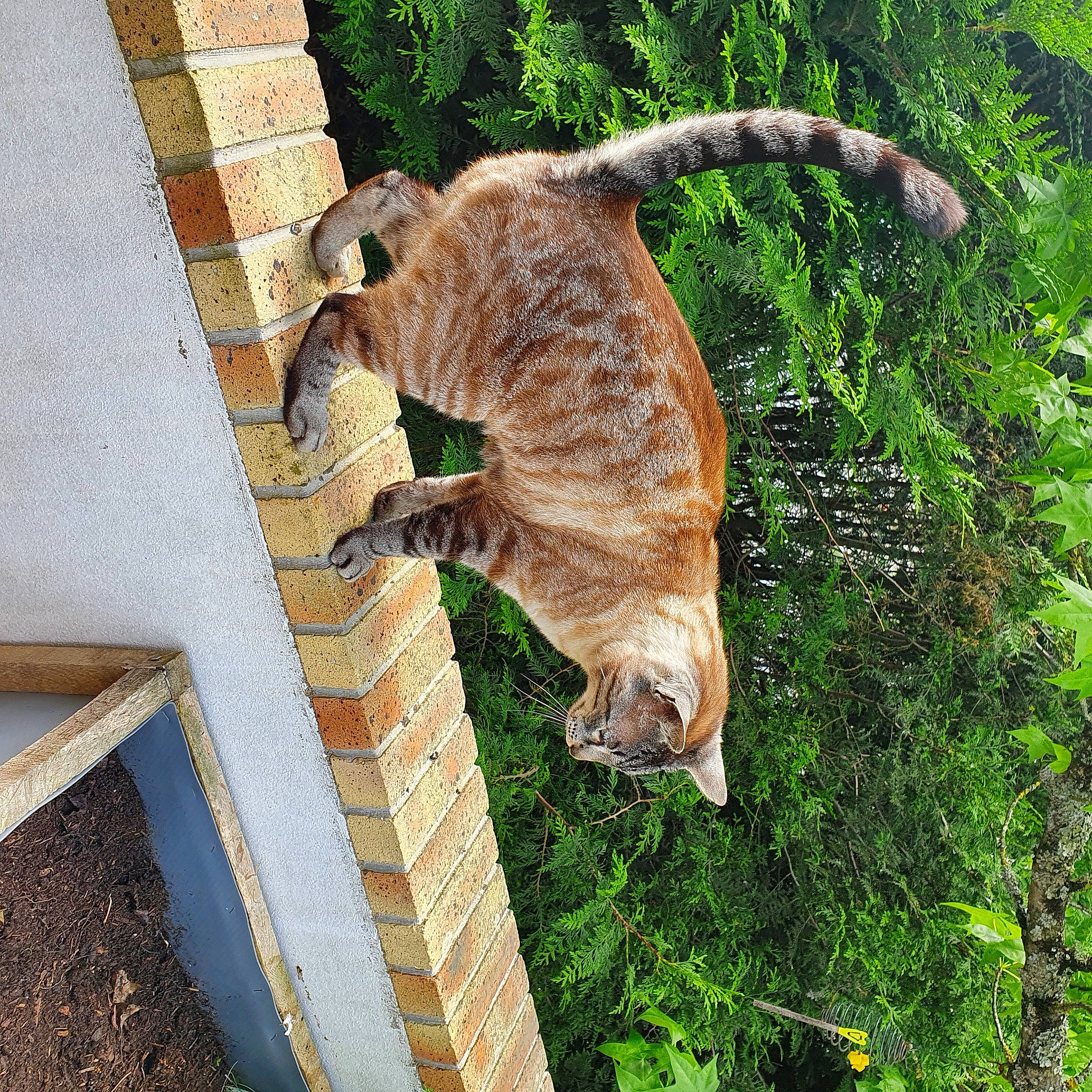 Steck a rejoint le concours — aidez-le/la à gagner de superbes lots ! carnivore, cat, dog_breed, domestic_short_haired_cat, fawn, felidae, fur, grass, marsupial, plant, small_to_medium_sized_cats, snout, sporting_group, tail, terrestrial_animal, tree, trunk, twig, whiskers, wood