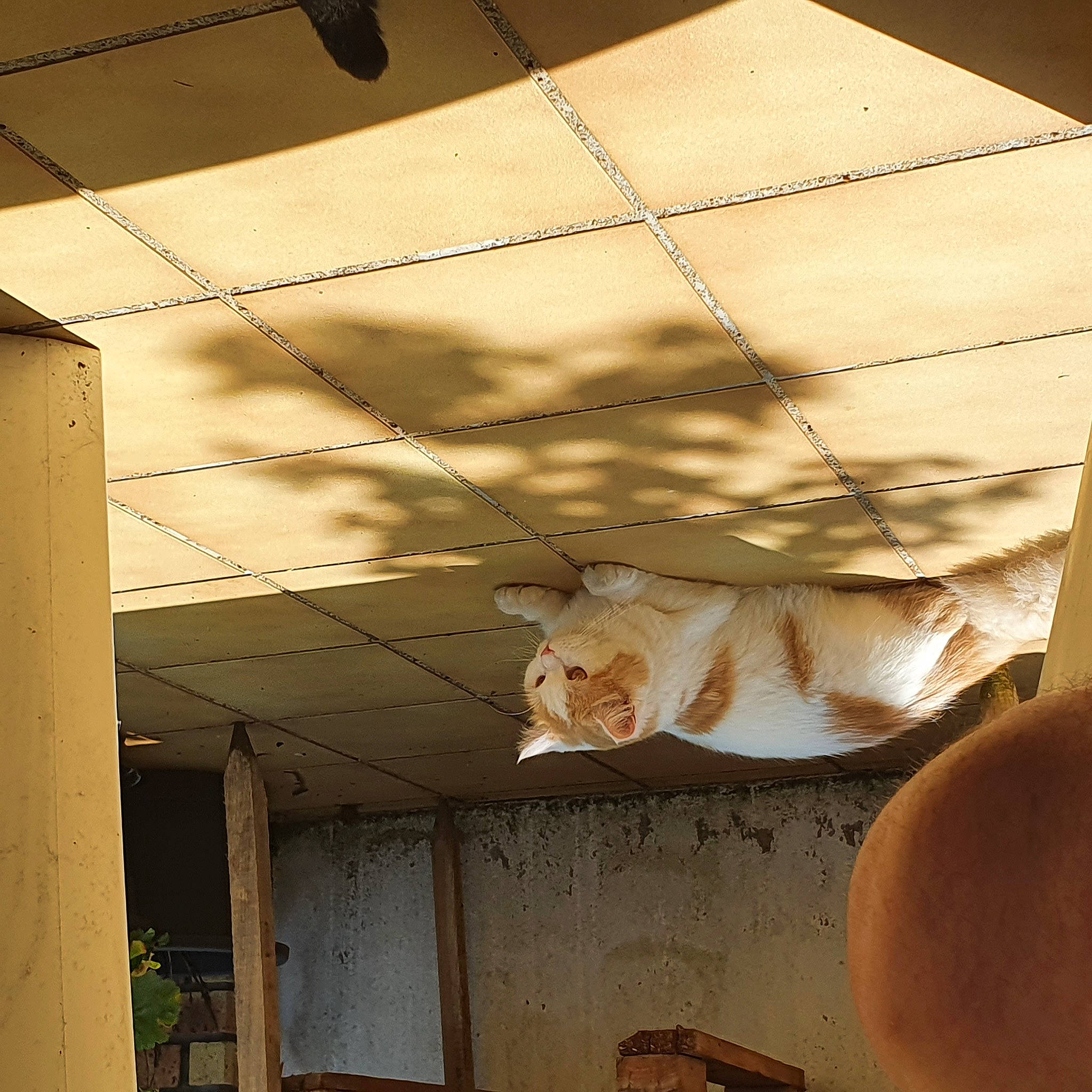 Sylka participe au concours pour gagner de l'argent avec cette photo : carnivore, cat, companion_dog, dog, fawn, felidae, floor, flooring, fur, hardwood, hat, house, road_surface, shade, shadow, small_to_medium_sized_cats, tail, tints_and_shades, whiskers, wood