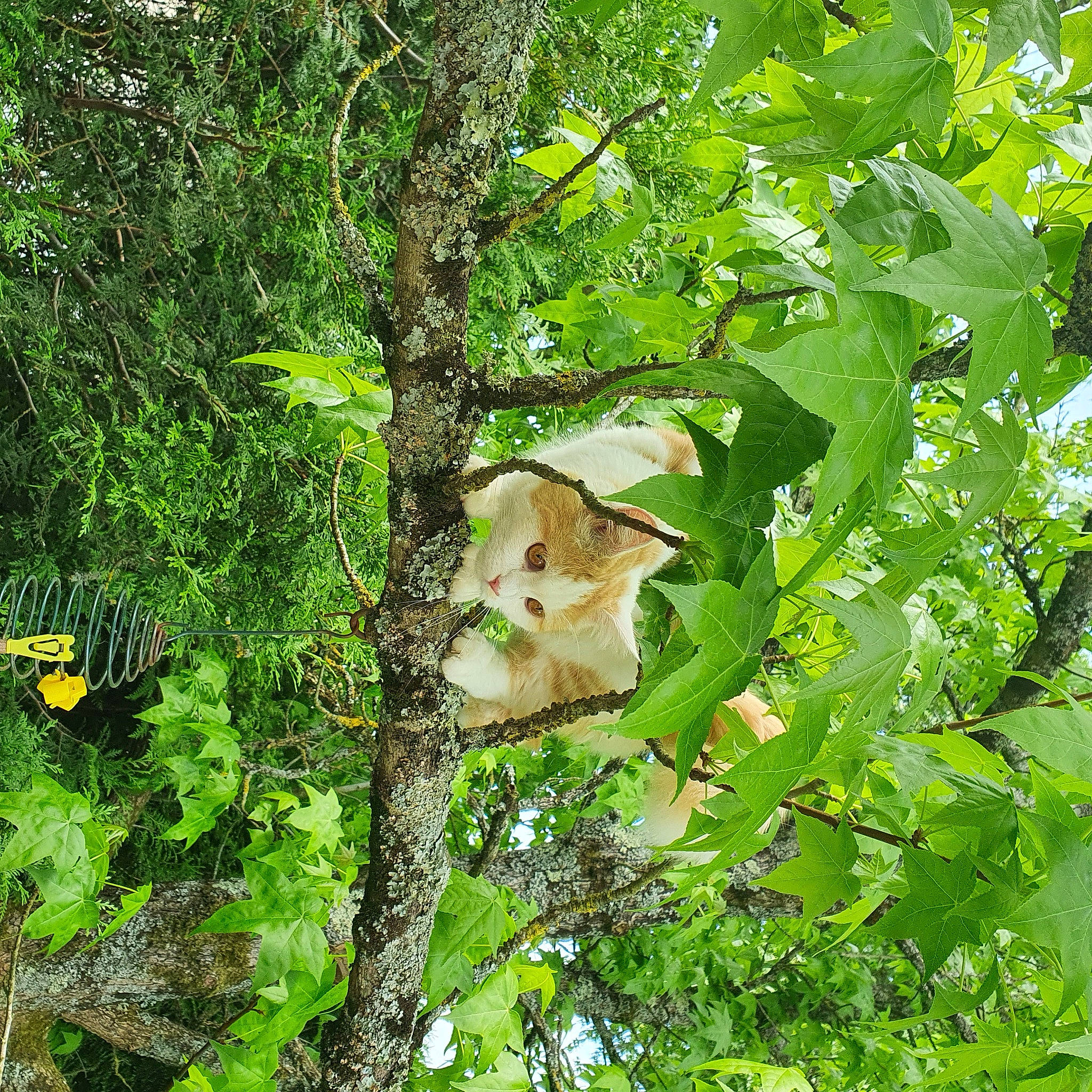 Sylka a rejoint le concours — aidez-le/la à gagner de superbes lots ! branch, deciduous, fawn, flowering_plant, forest, grass, groundcover, natural_landscape, northern_hardwood_forest, people_in_nature, plant, plant_stem, rodent, temperate_broadleaf_and_mixed_forest, terrestrial_plant, tree, trunk, twig, wildlife, woodland