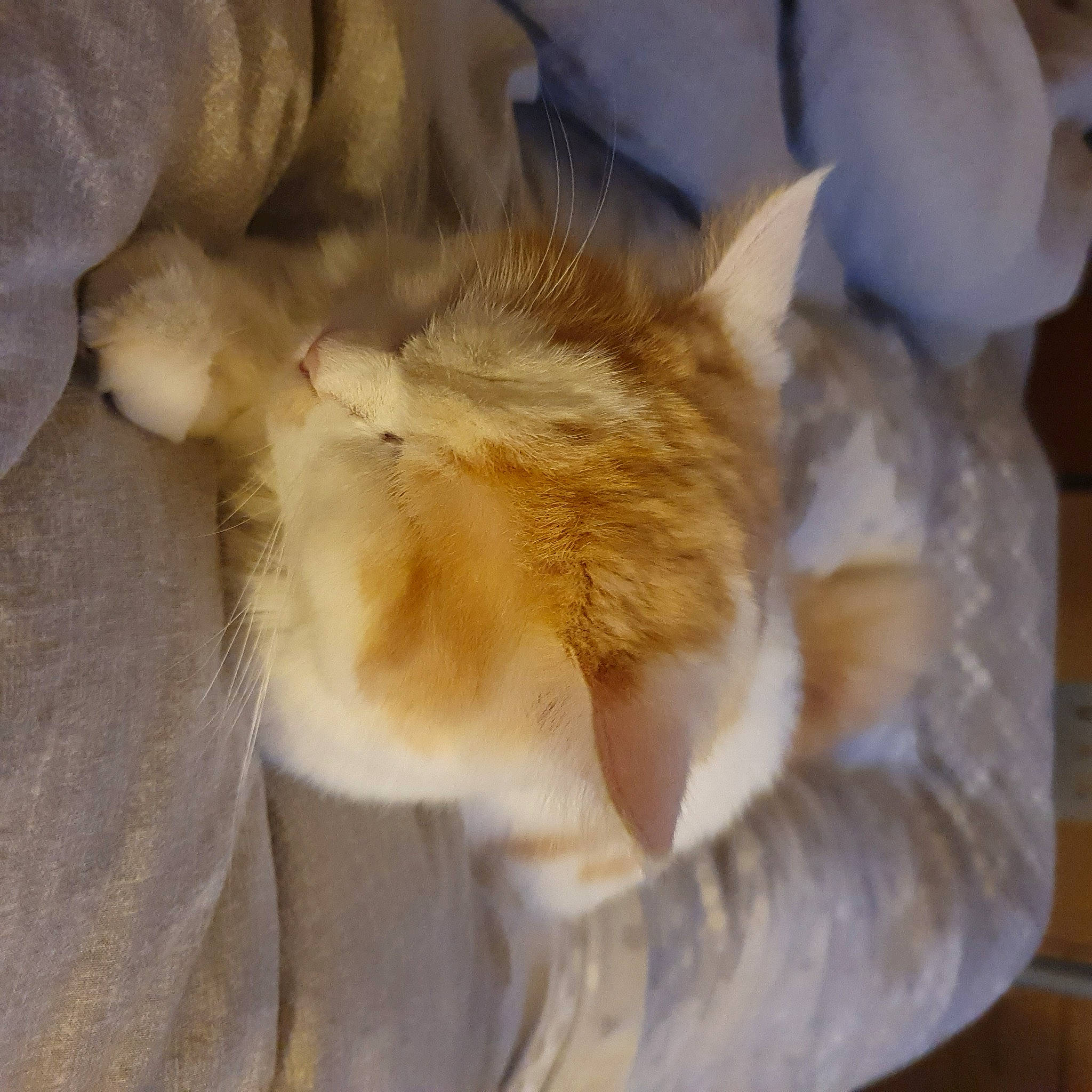 Sylka participe au concours pour gagner de l'argent avec cette photo : bed, canidae, carnivore, cat, claw, comfort, companion_dog, dog_breed, domestic_short_haired_cat, ear, fawn, felidae, fur, nap, paw, small_to_medium_sized_cats, snout, sporting_group, tail, whiskers