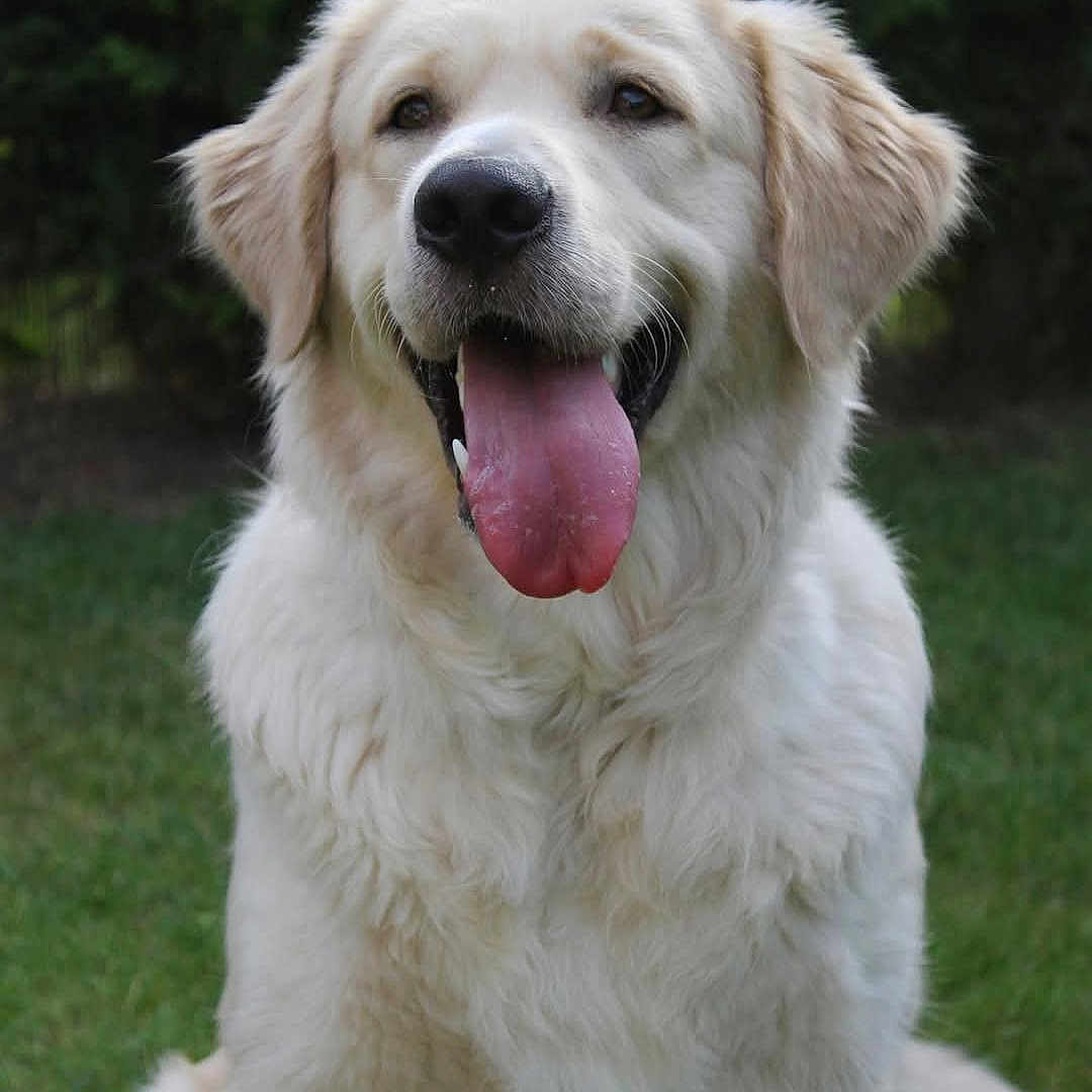Simba