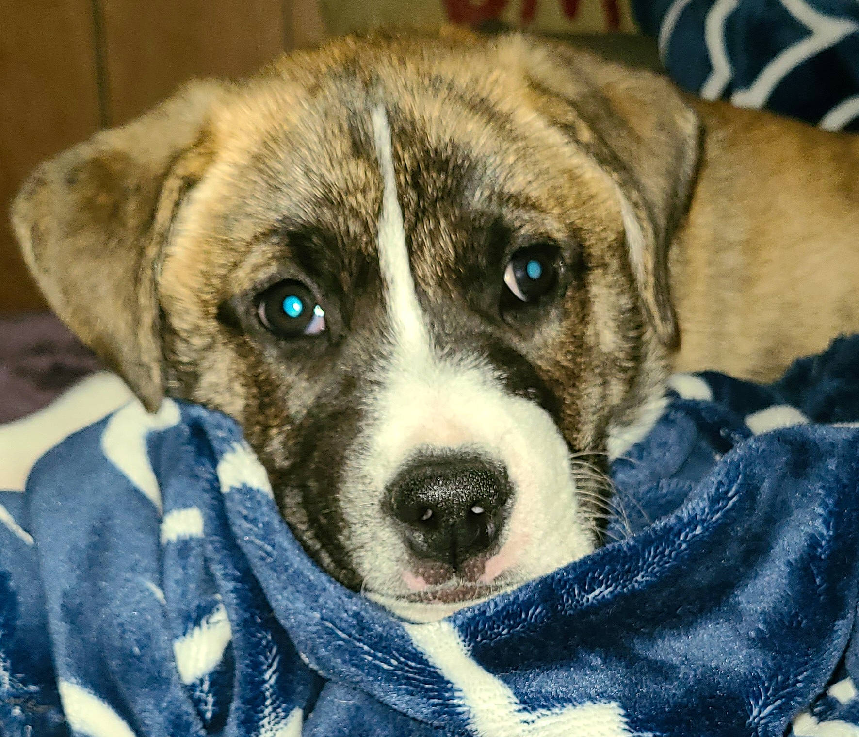 Wilson joined the competition — help win amazing prizes! ancient_dog_breeds, carnivore, collar, companion_dog, dog, dog_breed, fur, snout, terrestrial_animal, toy_dog, whiskers, working_animal, working_dog