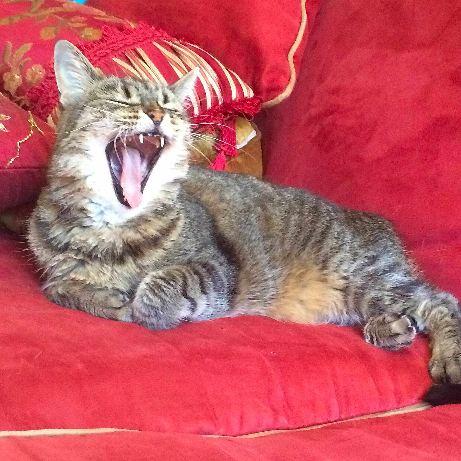 Striped Fur is registered to the contest to win money with this photo: