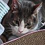 cat, curious, close_up, whiskers, paper, scratching_pad, indoor, pet, feline, face, gray, white, alert, playful, animal, fur, ears, eyes, nose, background