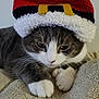 Dallas joined the competition — help win amazing prizes! cat, gray_cat, white_paws, knitted_hat, santa_hat, holiday, christmas, pet, animal, feline, whiskers, cozy, blanket, indoor, cute, resting, portrait, close_up, fur, domestic_cat