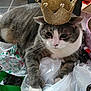 Dallas joined the competition — help win amazing prizes! cat, crown, indoor, gift_wrap, plastic_bag, tabby, white_paws, holiday, floor_tiles, relaxed, pet, feline, decorative, cozy, closeup, cute, animal, resting, soft, domestic_cat