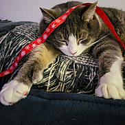 Dallas is registered to the contest to win money with this photo: cat, sleeping, ribbon, red_ribbon, snowflake_pattern, blanket, cozy, pet, feline, paws, whiskers, fur, indoor, resting, cute, domestic_animal, animal, relaxation, soft_texture, nap