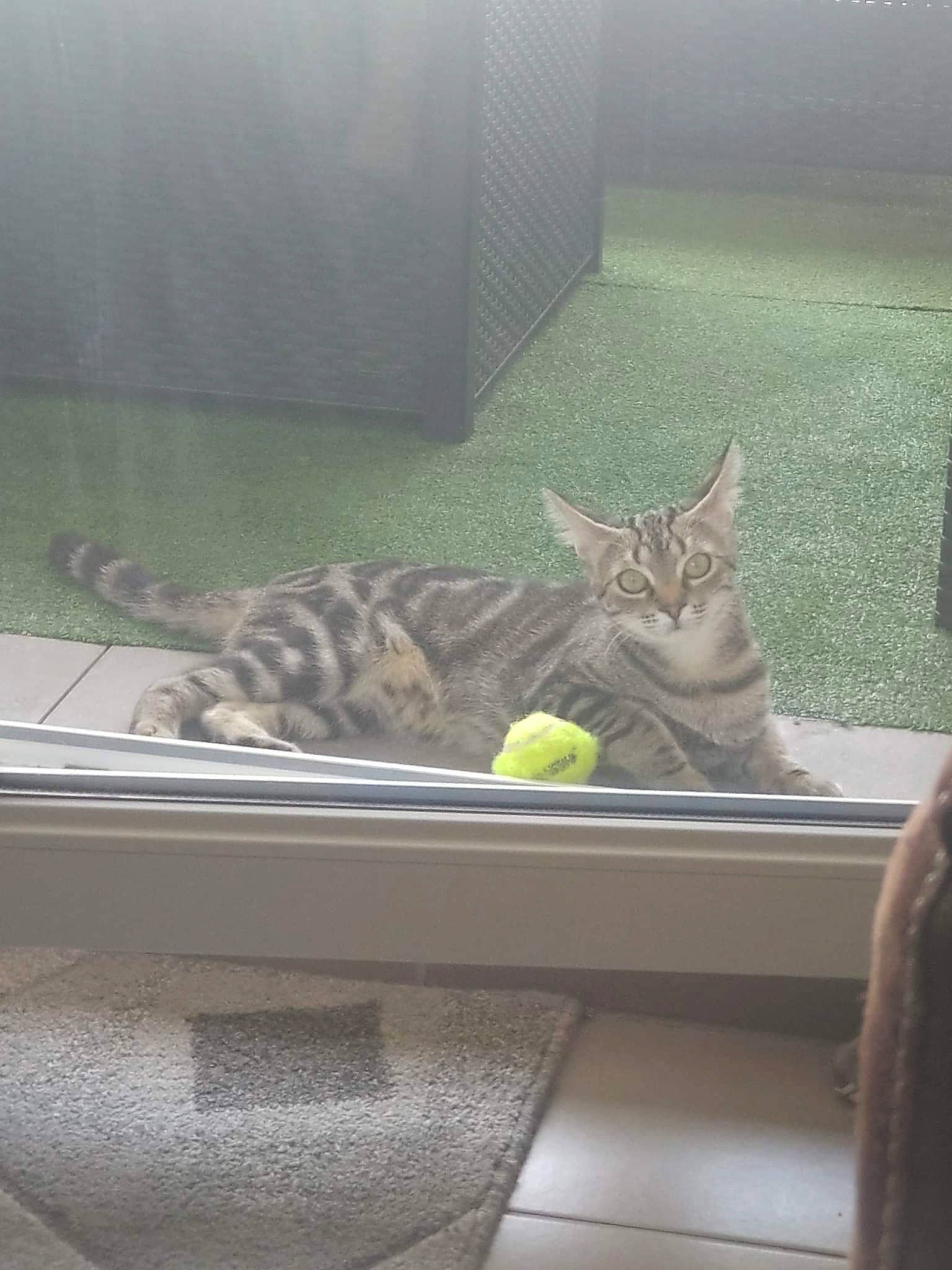 Winry a rejoint le concours — aidez-le/la à gagner de superbes lots ! animal_shelter, carnivore, cat, comfort, domestic_short_haired_cat, felidae, fur, grass, grey, interior_design, pet_supply, plant, room, small_to_medium_sized_cats, snout, tail, terrestrial_animal, whiskers, wildlife, window