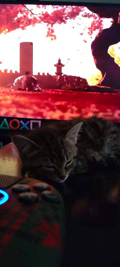 Winry participe au concours pour gagner de l'argent avec cette photo : carnivore, cat, darkness, domestic_short_haired_cat, event, felidae, font, fur, heat, light, magenta, plant, red, room, sky, small_to_medium_sized_cats, snout, tail, tree, whiskers