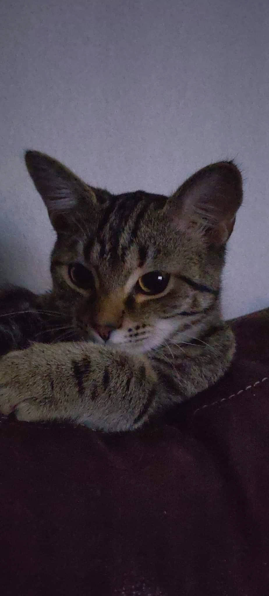 Winry a rejoint le concours — aidez-le/la à gagner de superbes lots ! carnivore, cat, domestic_short_haired_cat, ear, eye, felidae, fur, grey, iris, paw, small_to_medium_sized_cats, snout, terrestrial_animal, whiskers, wildlife, window