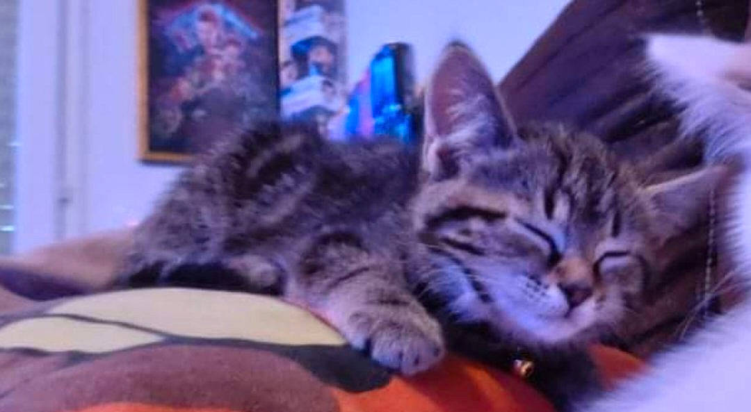 Winry a rejoint le concours — aidez-le/la à gagner de superbes lots ! carnivore, cat, comfort, couch, domestic_short_haired_cat, electric_blue, felidae, fur, nap, paw, photo_caption, picture_frame, sitting, sky, small_to_medium_sized_cats, snout, whiskers