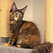 Bonnie a rejoint le concours — aidez-le/la à gagner de superbes lots ! animal, cat, cat_tree, curious, cute, ears, feline, fluffy, fur, furniture, indoor, kitten, pet, portrait, scratching_post, sitting, tail, tortoiseshell, whiskers, young