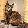 animal, cat, cat_tree, curious, cute, ears, feline, fluffy, fur, furniture, indoor, kitten, pet, portrait, scratching_post, sitting, tail, tortoiseshell, whiskers, young