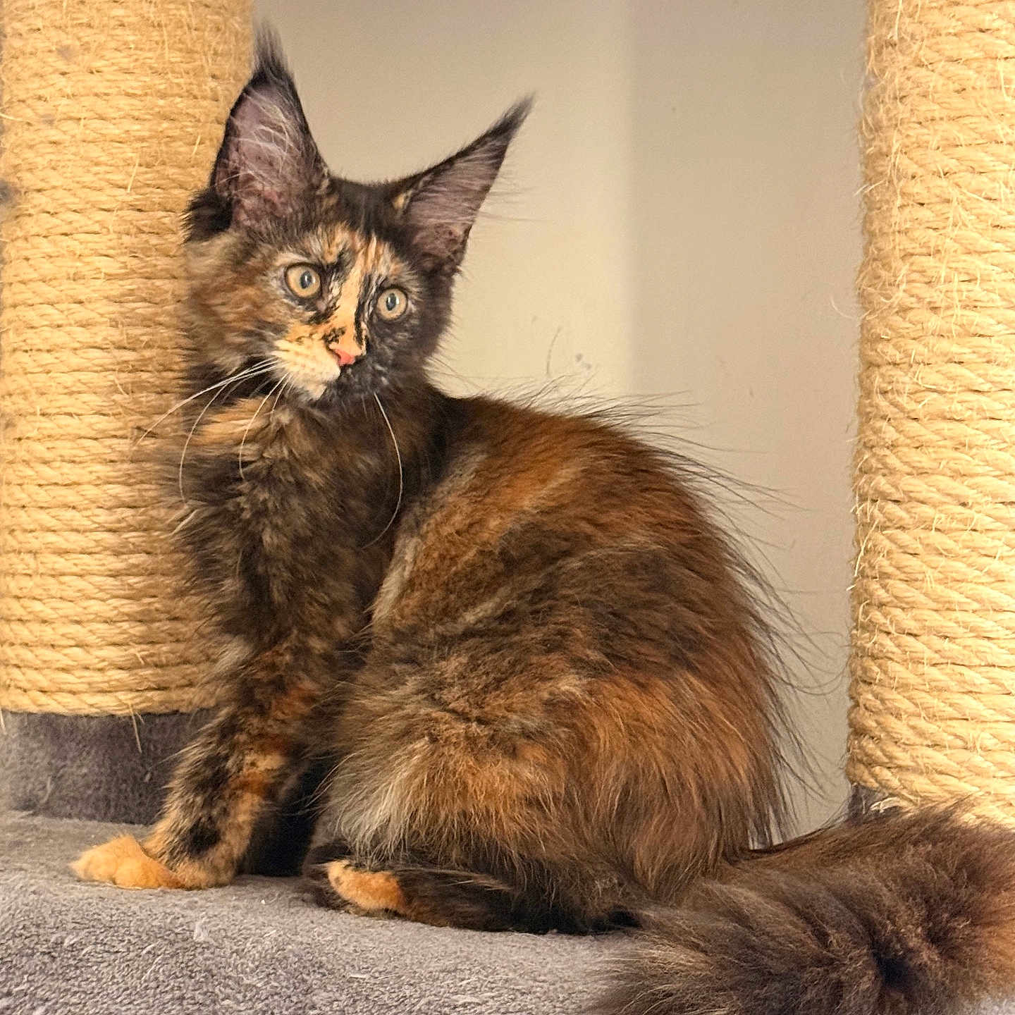 Bonnie