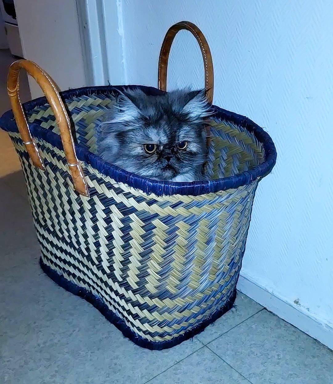Dinah a rejoint le concours — aidez-le/la à gagner de superbes lots ! bag, basket, carnivore, cat_supply, chair, electric_blue, fashion_accessory, felidae, flowerpot, fur, household_supply, laundry_basket, luggage_and_bags, pet_supply, picnic_basket, product, small_to_medium_sized_cats, storage_basket, whiskers, wicker
