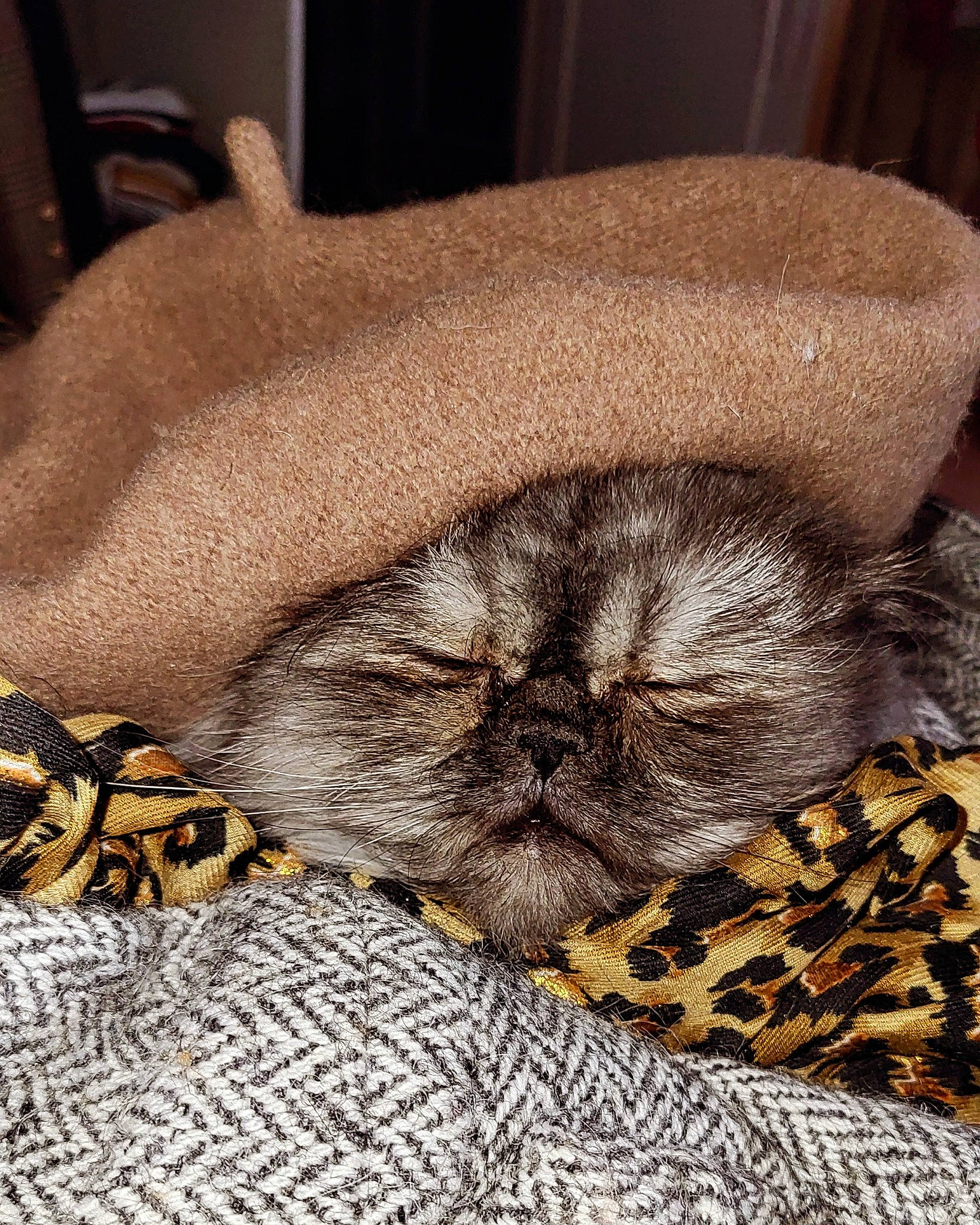 Dinah a rejoint le concours — aidez-le/la à gagner de superbes lots ! carnivore, close_up, comfort, companion_dog, dog, fawn, felidae, fur, glasses, linens, liver, nap, pattern, sleep, terrestrial_animal, working_animal, wrinkle