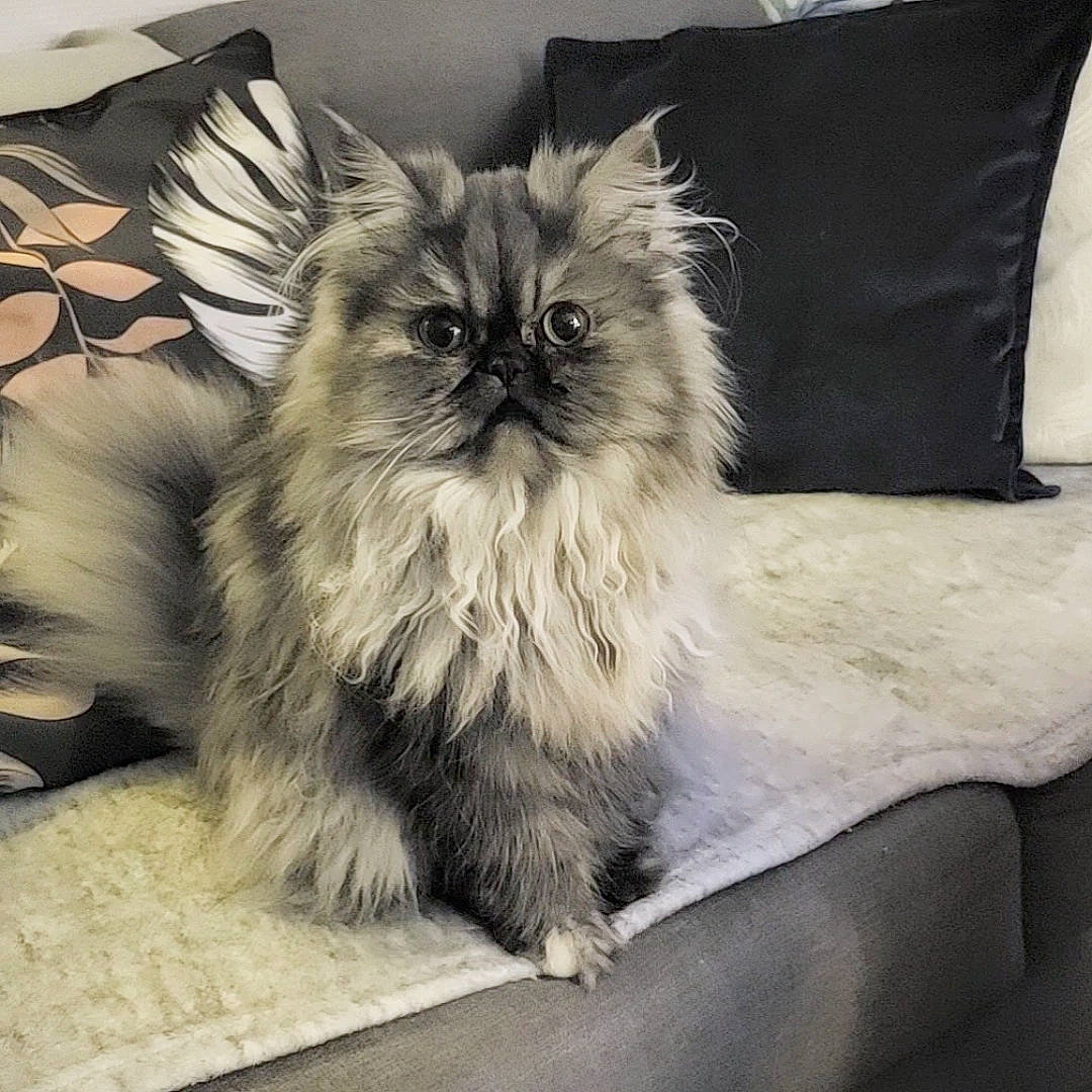 Dinah participe au concours pour gagner de l'argent avec cette photo : british_longhair, carnivore, cat, claw, comfort, companion_dog, fawn, felidae, fur, grey, monochrome_photography, paw, plant, sitting, small_to_medium_sized_cats, snout, tail, terrestrial_animal, whiskers