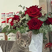 Biscuit a rejoint le concours — aidez-le/la à gagner de superbes lots ! cat, tabby_cat, gray_cat, pet, animal, feline, portrait, sitting, lying_down, indoors, flowers, roses, red_roses, bouquet, eucalyptus, bottles, syrup, home_decor, shelf, still_life