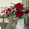 cat, tabby_cat, gray_cat, pet, animal, feline, portrait, sitting, lying_down, indoors, flowers, roses, red_roses, bouquet, eucalyptus, bottles, syrup, home_decor, shelf, still_life