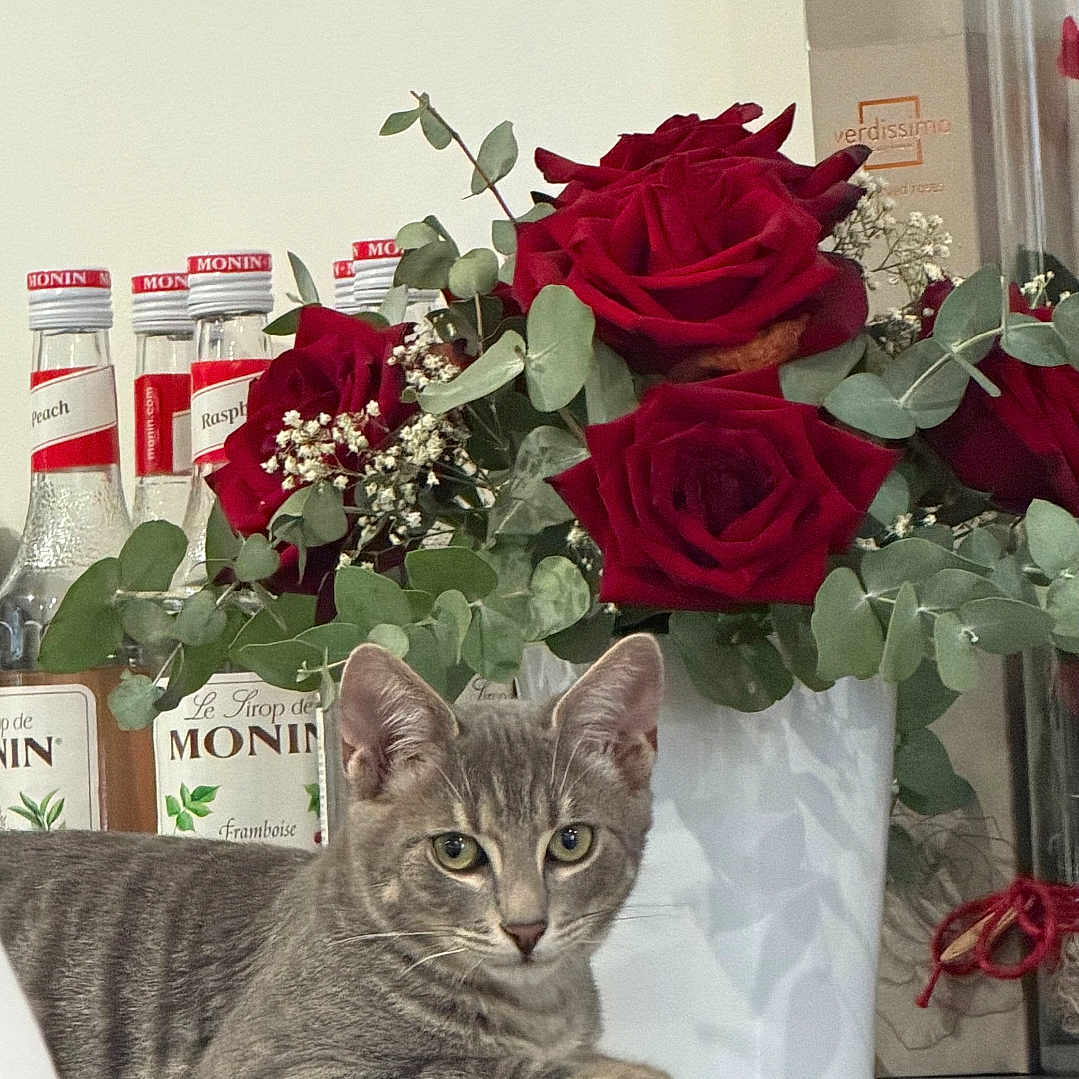 Biscuit a rejoint le concours — aidez-le/la à gagner de superbes lots ! cat, tabby_cat, gray_cat, pet, animal, feline, portrait, sitting, lying_down, indoors, flowers, roses, red_roses, bouquet, eucalyptus, bottles, syrup, home_decor, shelf, still_life