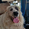dog, canine, fluffy, white_fur, tongue_out, indoors, vehicle_interior, seat, curtains, happy, pet, companion, closeup, nose, ears, fur, animal, domestic_animal, cute, smiling