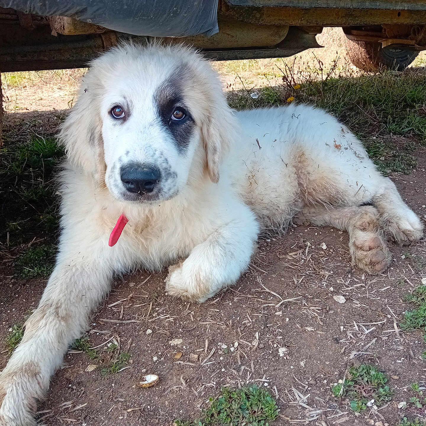 Kiwi-Nesta-marley participe au concours pour gagner de l'argent avec cette photo : alloywheel, animal, canine, car, carwheel, dog, eskimodog, goldenretriever, hound, husky, machine, pet, plant, puppy, spoke, tire, transportation, vehicle, wheel, whitedog