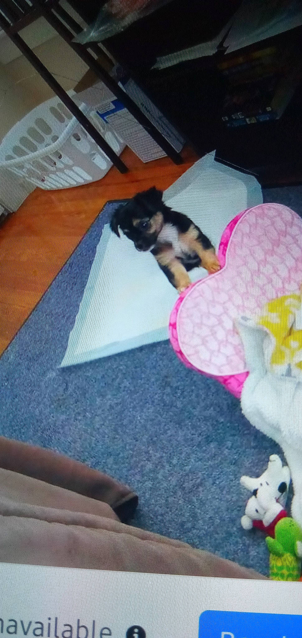 Angelblue joined the competition — help win amazing prizes! carnivore, cat, comfort, companion_dog, dog_breed, fawn, felidae, flooring, hardwood, hat, lap, linens, plant, room, small_to_medium_sized_cats, stuffed_toy, tail, toy, whiskers, wood