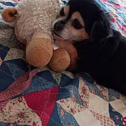 Amgelblue joined the competition — help win amazing prizes! animal, bed, bedroom, blanket, canine, couch, cushion, dog, furniture, homedecor, hound, indoors, interiordesign, linen, pet, plush, puppy, quilt, room, toy