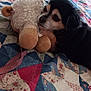 animal, bed, bedroom, blanket, canine, couch, cushion, dog, furniture, homedecor, hound, indoors, interiordesign, linen, pet, plush, puppy, quilt, room, toy