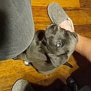 Smoky is registered to the contest to win money with this photo: canidae, carnivore, collar, comfort, companion_dog, dog, dog_breed, ear, fawn, flooring, hardwood, hat, non_sporting_group, sporting_group, tail, wood, working_animal, wrinkle