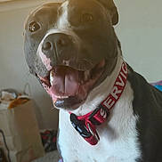 Bella is registered to the contest to win money with this photo: dog, pit_bull, brown_and_white, pet, portrait, close_up, happy, smiling, tongue_out, open_mouth, collar, indoors, home, living_room, carpet, furniture, window, warm_lighting, sitting, playful