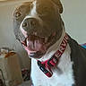 dog, pit_bull, brown_and_white, pet, portrait, close_up, happy, smiling, tongue_out, open_mouth, collar, indoors, home, living_room, carpet, furniture, window, warm_lighting, sitting, playful