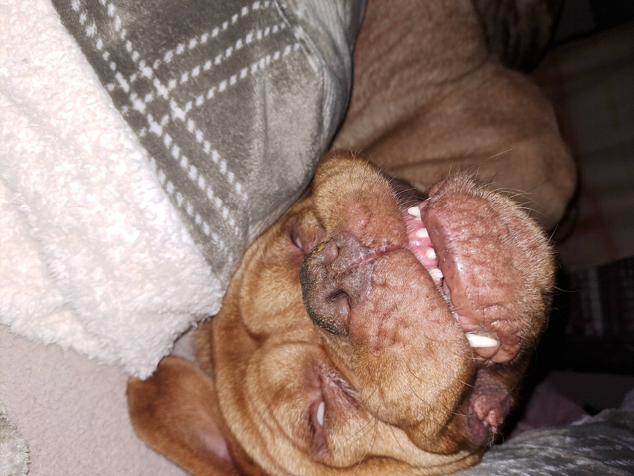 Mavis is registered to the contest to win money with this photo: brown, canidae, carnivore, comfort, companion_dog, dog, dog_breed, ear, fawn, fur, liver, non_sporting_group, pattern, puppy, snout, sporting_group, terrestrial_animal, working_animal, woven_fabric, wrinkle