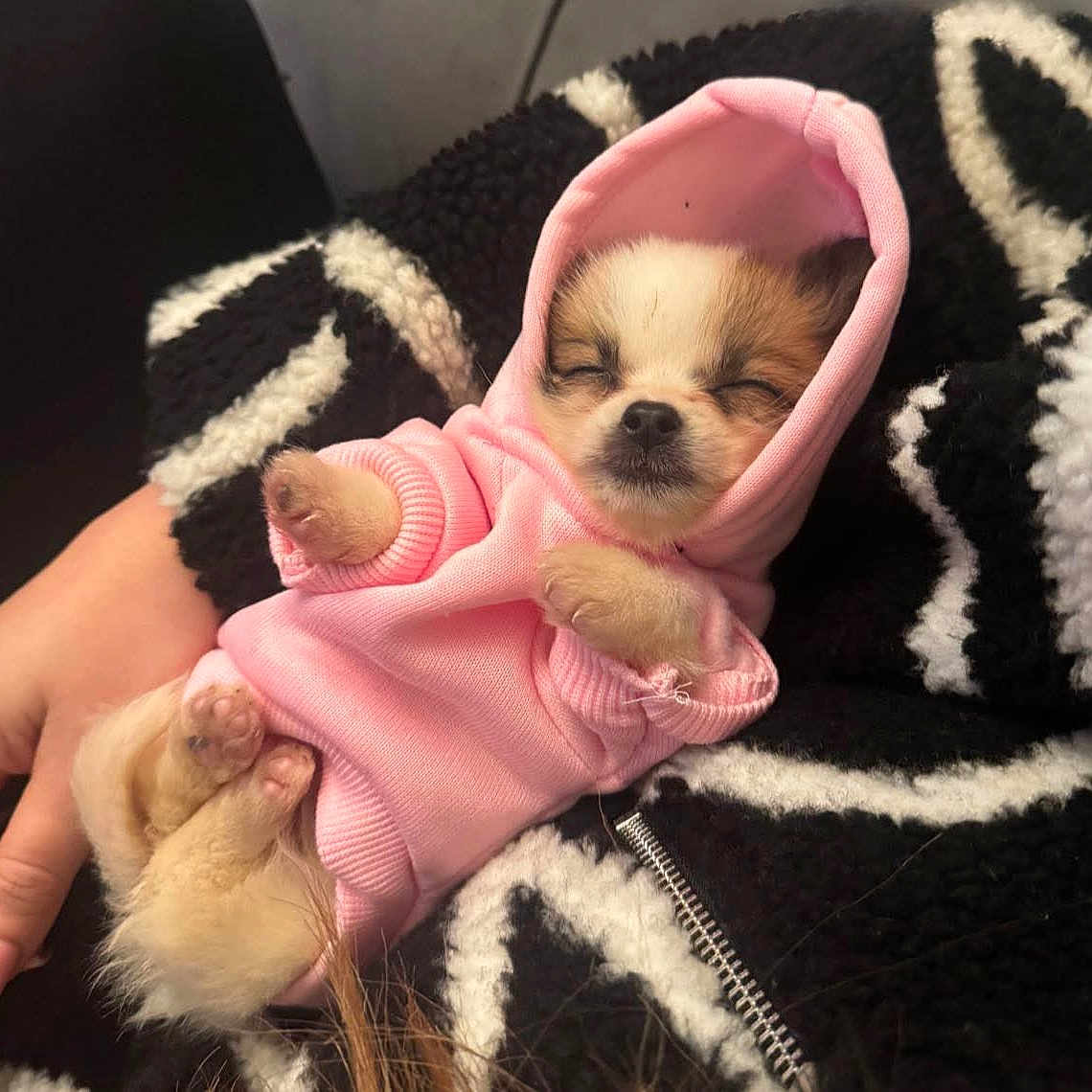 Coco joined the competition — help win amazing prizes! adorable, animal, black_and_white_blanket, cozy, cuddly, cute, dog, fur, fuzzy, hand, indoors, peaceful, pet, pink_hoodie, puppy, resting, sleeping, small, soft, wearing_clothes