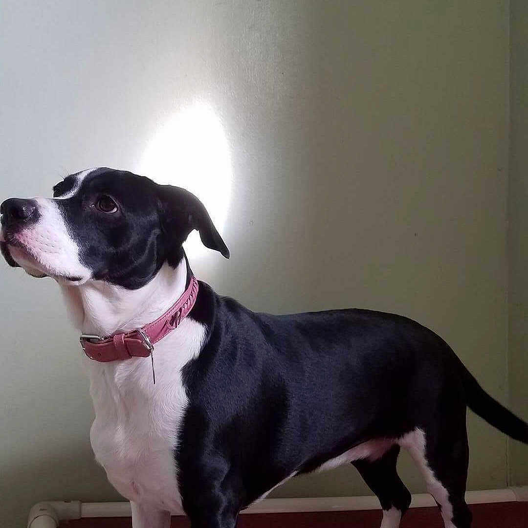 Murphy is registered to the contest to win money with this photo: accessories, animal, bostonbull, boxer, bulldog, canine, chihuahua, collar, dog, greatdane, hound, labradorretriever, lamp, leash, pet, pitbull, pointer, puppy, snout, strap