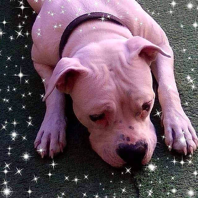 Maya participe au concours pour gagner de l'argent avec cette photo : canidae, carnivore, companion_dog, dog, dog_breed, dogo_argentino, fawn, flesh, grass, molosser, non_sporting_group, pattern, pink, snout, sporting_group, suidae, tail, terrestrial_animal, whiskers, working_animal
