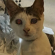 Annabelle is registered to the contest to win money with this photo: cat, feline, pet, close_up, portrait, whiskers, ears, eyes, reflection, curious, indoor, collar, white_fur, tabby, stare, blurry, grainy, wallpaper, pattern, face