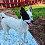 animal, black_and_white, canine, dog, ears_up, fence, grass, happy, outdoor, pet, playful, red_fence, side_view, small_dog, standing, sunlight, tongue_out, towel, white_dog, yard