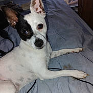 Petie is registered to the contest to win money with this photo: animal, bed, black_patch, blue_bedspread, canine, curious, cute, dog, domestic_animal, ears, fur, indoor, laying_down, looking_at_camera, nose, paw, pet, relaxed, snout, white_fur
