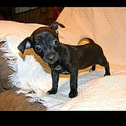 Pracillia is registered to the contest to win money with this photo: animal, ball, boxer, bulldog, canine, chihuahua, cushion, dog, envelope, homedecor, hound, labradorretriever, pet, pug, puppy, snout, sport, tennis, tennisball, text