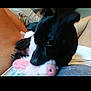 Priscilla is registered to the contest to win money with this photo: animal, canine, computer, computerhardware, cushion, dog, electronics, hardware, homedecor, indoors, monitor, pc, person, pet, puppy, rabbit, screen, sleeping, snout, text