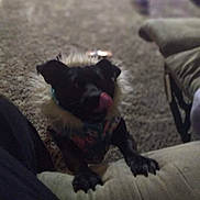 Priscilla is registered to the contest to win money with this photo: animal, architecture, building, canine, cat, computer, computerhardware, couch, cushion, dog, electronics, furniture, hardware, homedecor, indoors, monitor, pet, puppy, screen, text