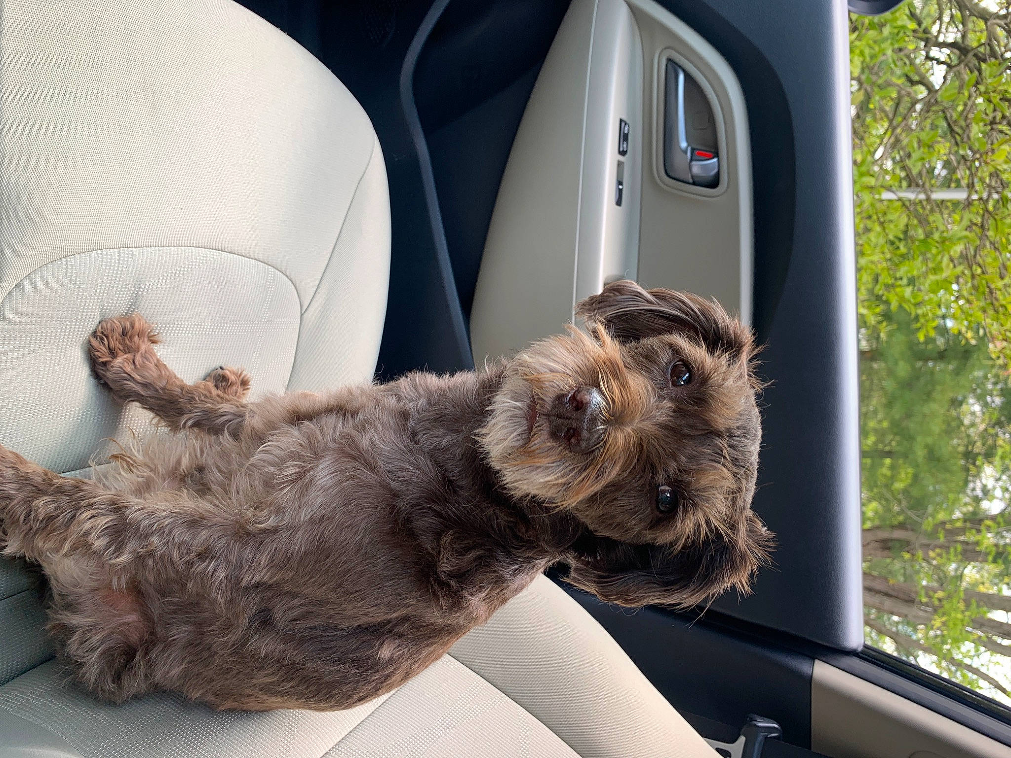 Harley joined the competition — help win amazing prizes! cairn_terrier, canidae, carnivore, dog, dog_breed, ear, glen_of_imaal_terrier, miniature_schnauzer, puppy, schnoodle, sporting_group, terrier, toy_dog