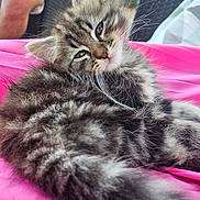 Guyzmo participe au concours pour gagner de l'argent avec cette photo : kitten, tabby, cat, fluffy, fur, pink_blanket, indoor, relaxed, closeup, cute, pet, whiskers, sleepy, young_cat, animal, feline, portrait, soft_fur, resting, cozy