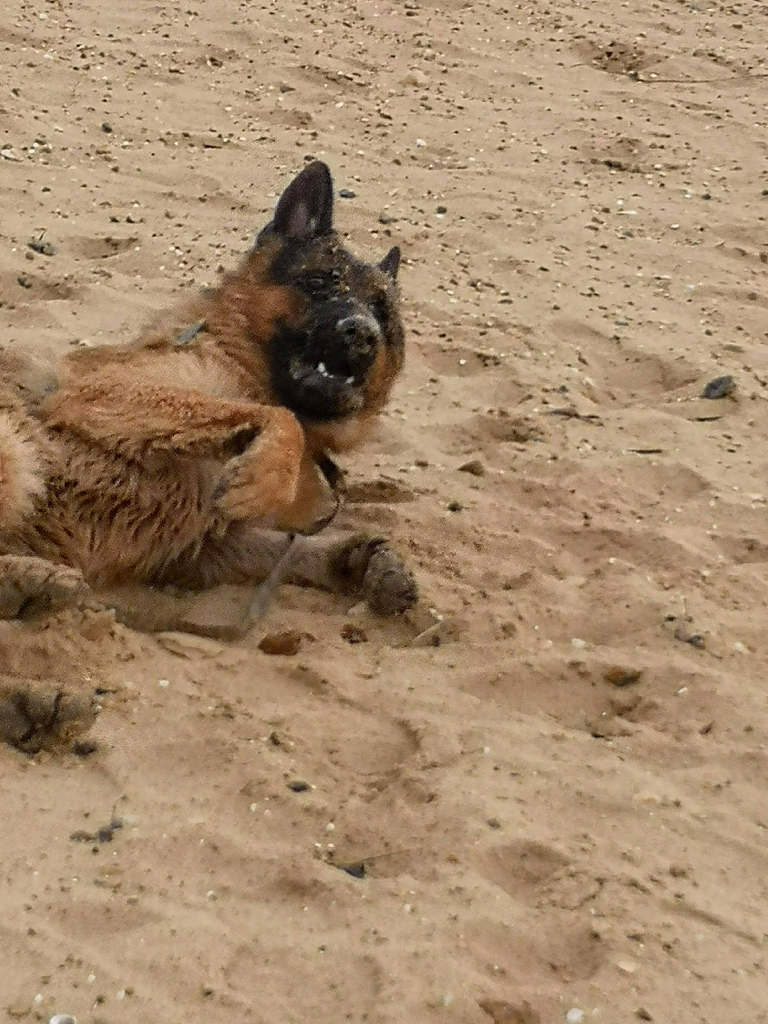 Raven a rejoint le concours — aidez-le/la à gagner de superbes lots ! aeolian_landform, canidae, carnivore, dog, dog_breed, fawn, felidae, fur, hyena, landscape, soil, sporting_group, terrestrial_animal, wildlife, wood, working_animal